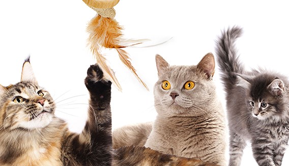 pets age